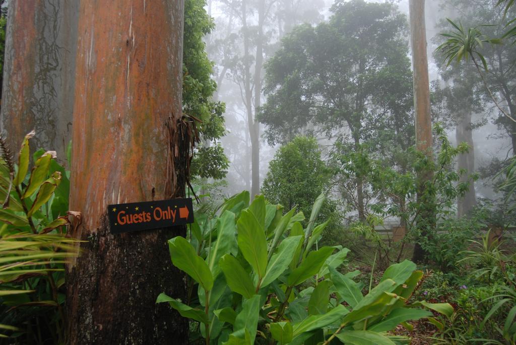 Witches Falls Cottages Mount Tamborine Buitenkant foto